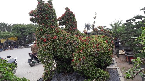 Chiêm ngưỡng cặp cây cảnh hoa mẫu đơn hình linh vật năm Mậu Tuất - Hình 4