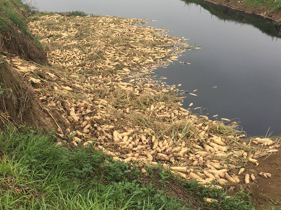 Cánh đồng ngập trắng củ cải bị vứt bỏ vì... to quá bán không ai mua - Hình 1