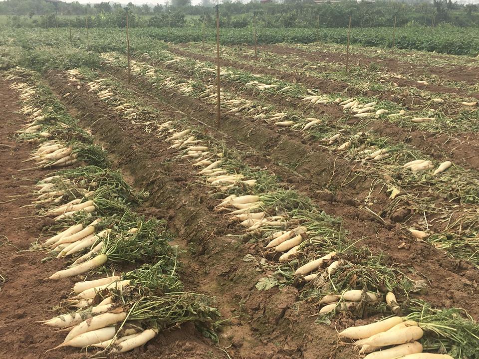 Cánh đồng ngập trắng củ cải bị vứt bỏ vì... to quá bán không ai mua - Hình 3