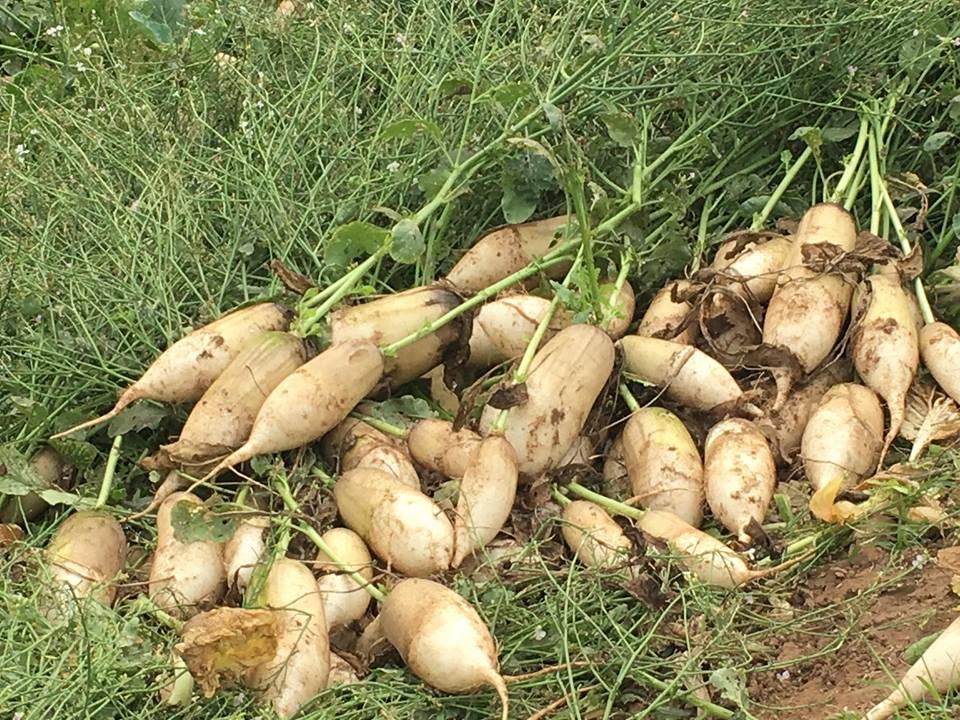 Cánh đồng ngập trắng củ cải bị vứt bỏ vì... to quá bán không ai mua - Hình 7