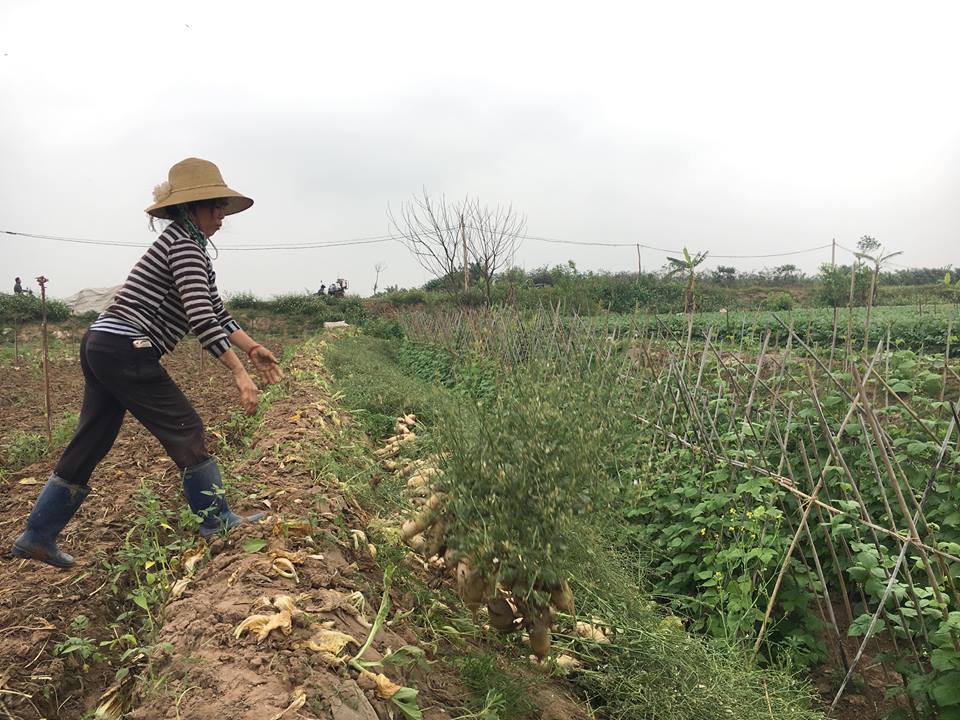 Cánh đồng ngập trắng củ cải bị vứt bỏ vì... to quá bán không ai mua - Hình 5