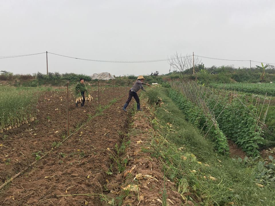 Cánh đồng ngập trắng củ cải bị vứt bỏ vì... to quá bán không ai mua - Hình 8