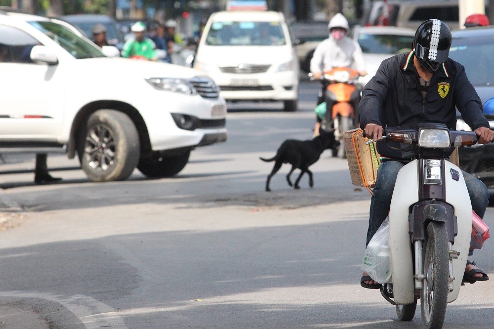 Hà Nội: Chó vẫn thả rông, không rọ mõm khắp công viên, đường phố - Hình 14
