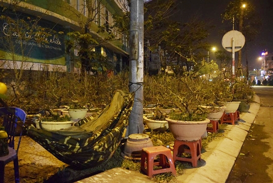 Cảnh màn trời chiếu đất trong giá lạnh của người bán hoa Tết ở Đà Nẵng - Hình 8