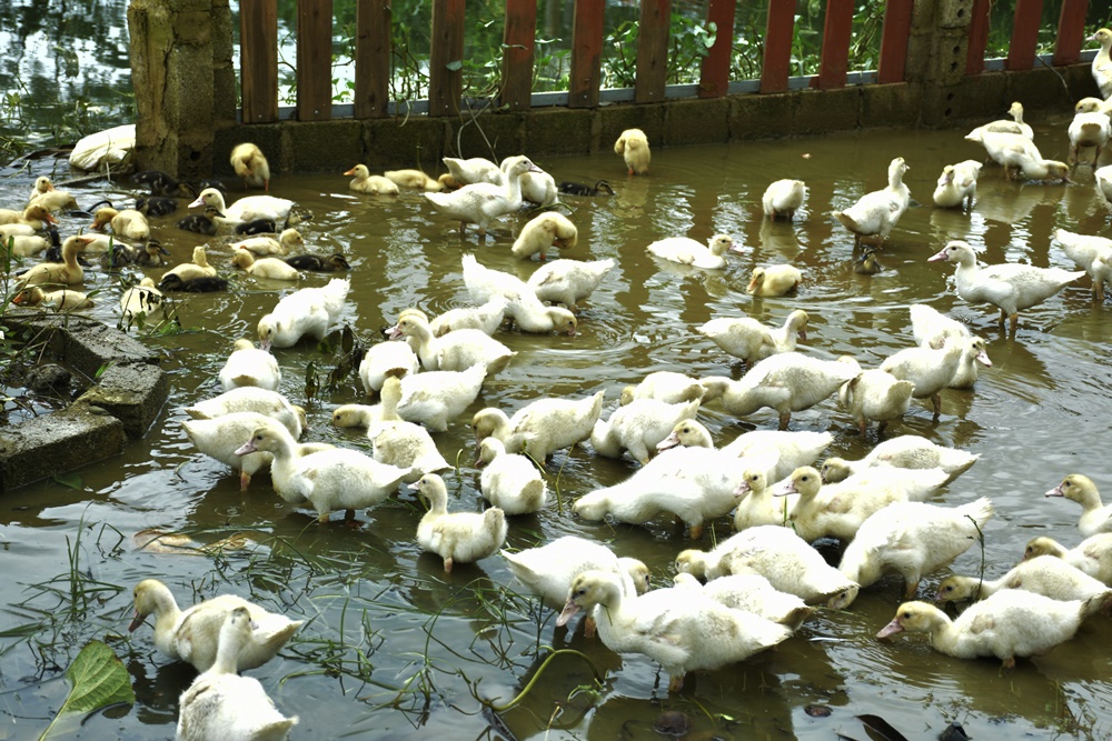 Chùm ảnh: Cuộc sống của người dân 11 ngày sau lũ - Hình 6