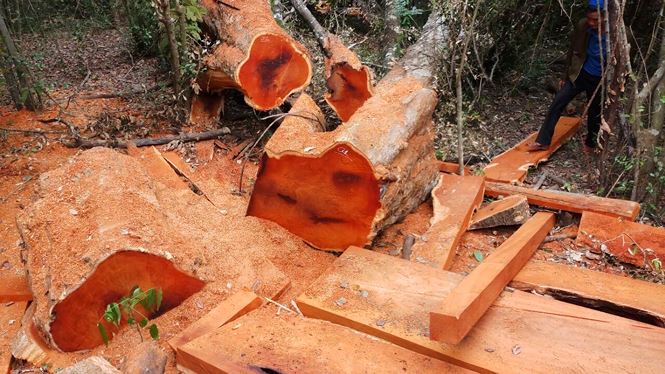 Rừng bị phá tanh bành tại nơi được canh gác rất cẩn mật - Hình 3