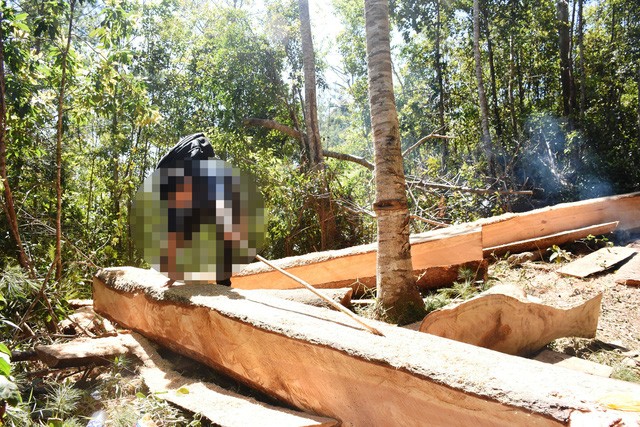 Gia Lai: Lâm tặc táo tợn chặt nhiều cây gỗ "khủng" ngày cận Tết - Hình 4