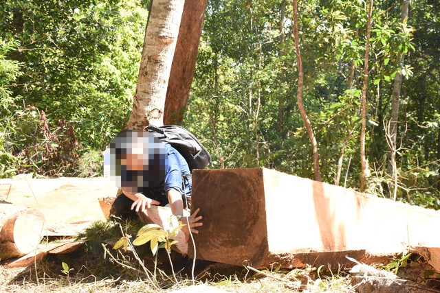 Gia Lai: Lâm tặc táo tợn chặt nhiều cây gỗ "khủng" ngày cận Tết - Hình 5