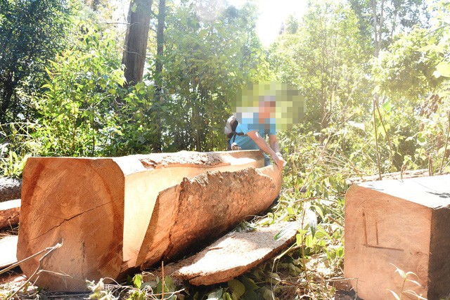 Gia Lai: Lâm tặc táo tợn chặt nhiều cây gỗ "khủng" ngày cận Tết - Hình 7