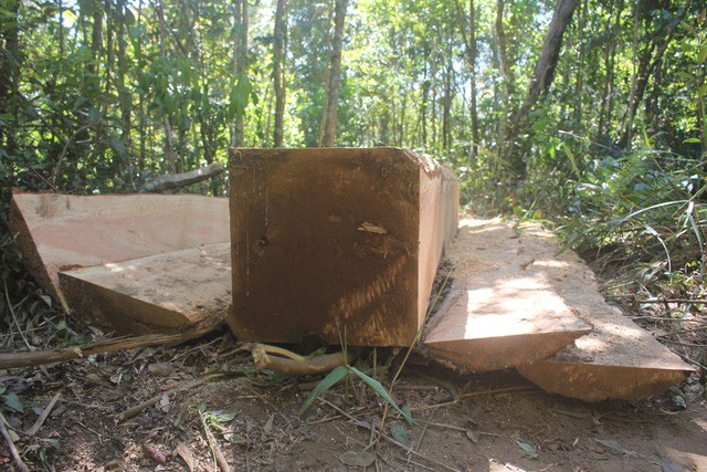 Gia Lai: Lâm tặc táo tợn chặt nhiều cây gỗ "khủng" ngày cận Tết - Hình 11