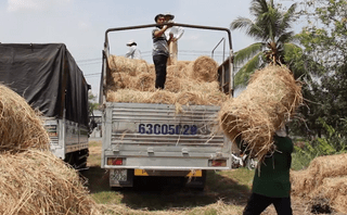 Nông dân thu tiền triệu nhờ thương lái đến tận ruộng mua rơm tươi Nông dân thu tiền triệu nhờ thương lái đến tận ruộng mua rơm tươi