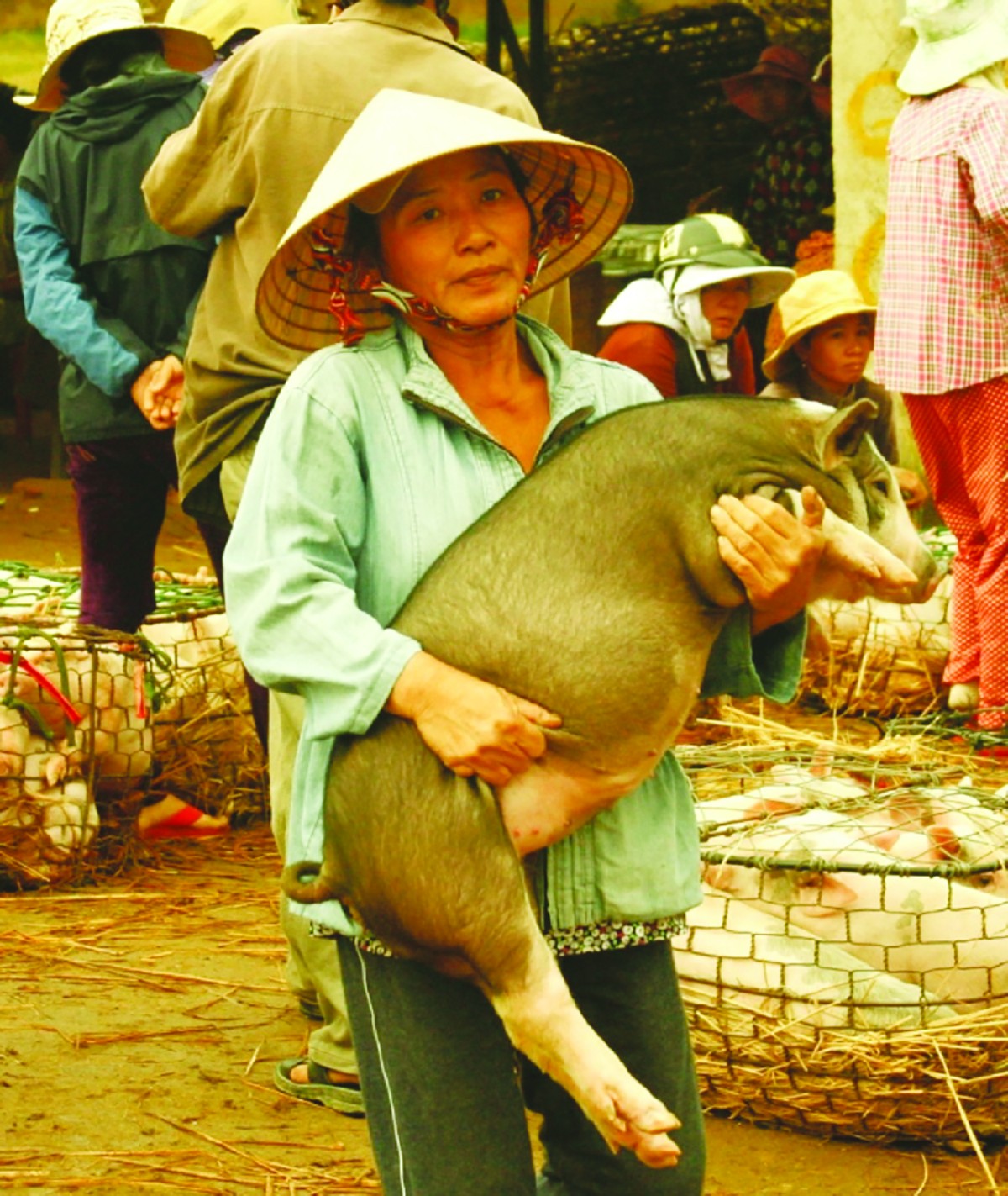 Dân sinh - Những điều thú vị nghề bồng heo “đón vía” ở xứ Quảng