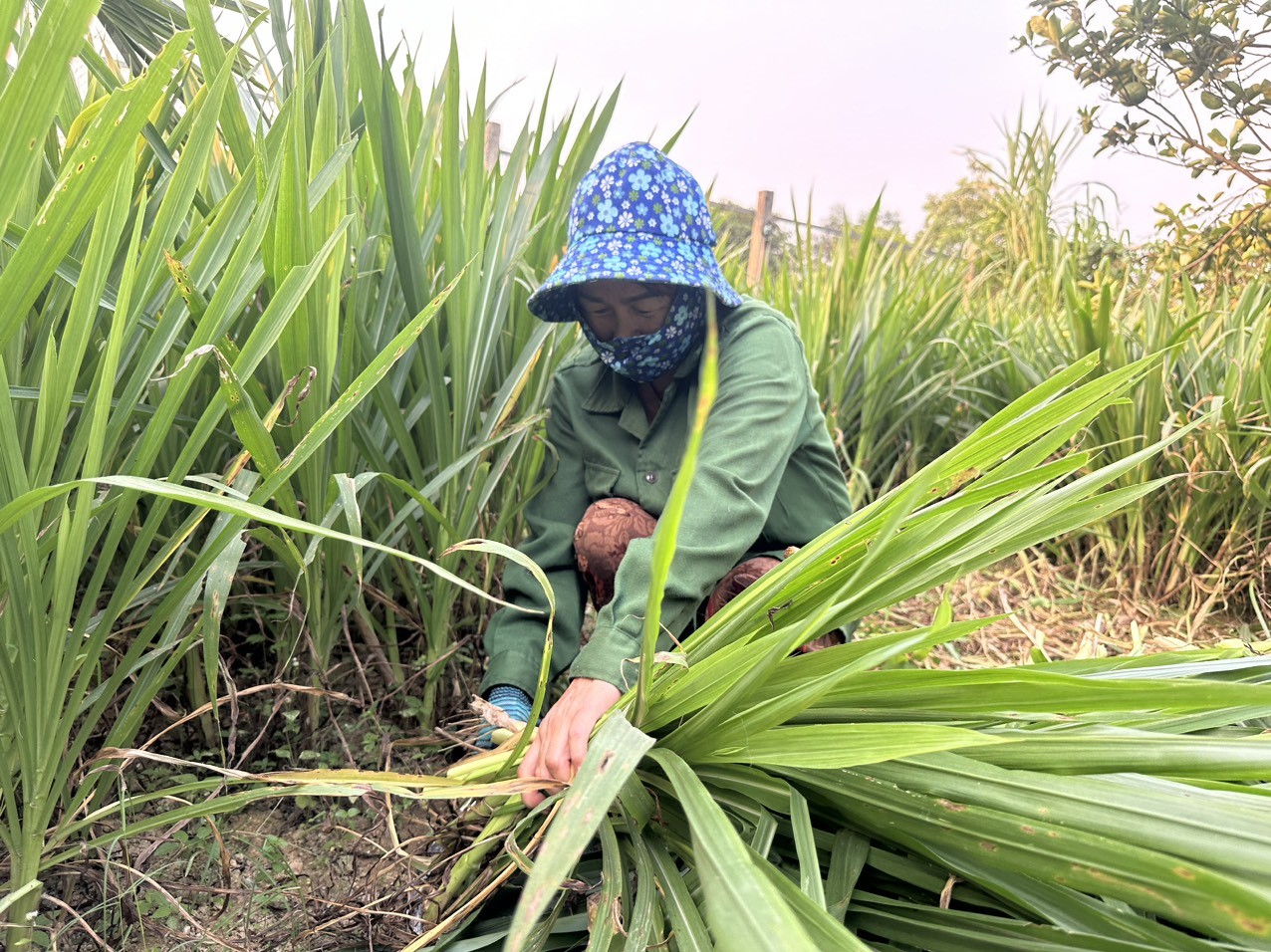 Dân sinh - Nhọc nhằn mưu sinh trong nắng nóng kỷ lục (Hình 2).