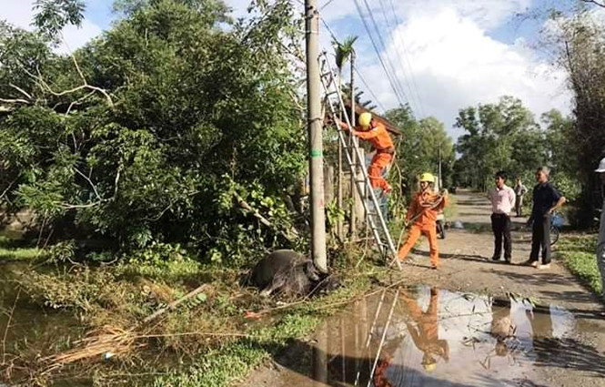 Tin nhanh - Trâu chửa lăn ra chết, lộ sự cố rò điện lưới ở con đường đông học sinh qua lại