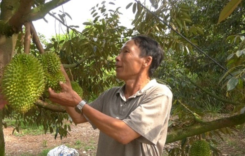 Tiêu dùng & Dư luận - Đồng Nai: Đến vụ thu hoạch sầu riêng, nông dân đặt nhiều kỳ vọng (Hình 9).