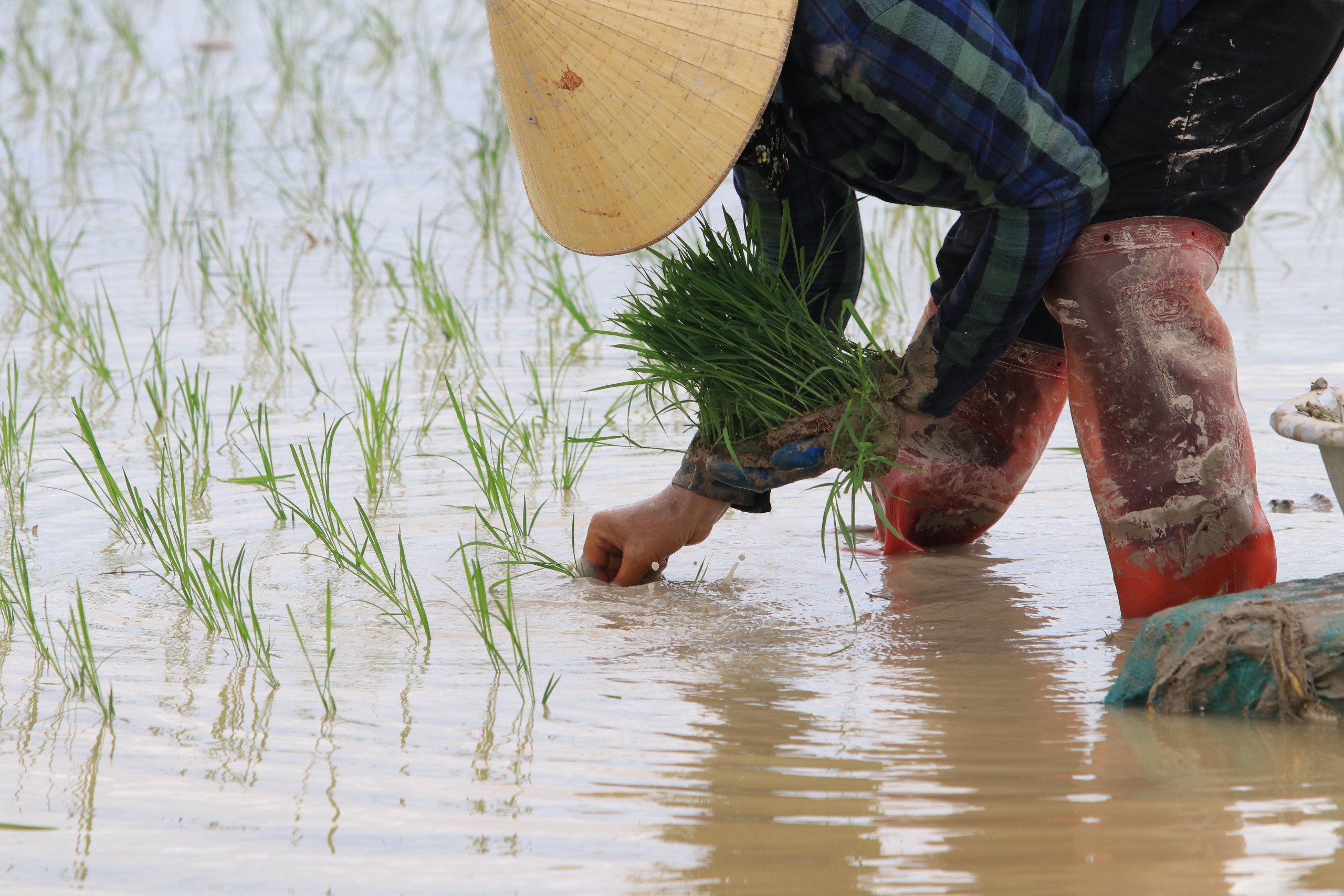 Dân sinh - Trả gần nửa triệu/ngày, chủ ruộng vẫn 'vàng mắt' tìm người cấy thuê (Hình 4).