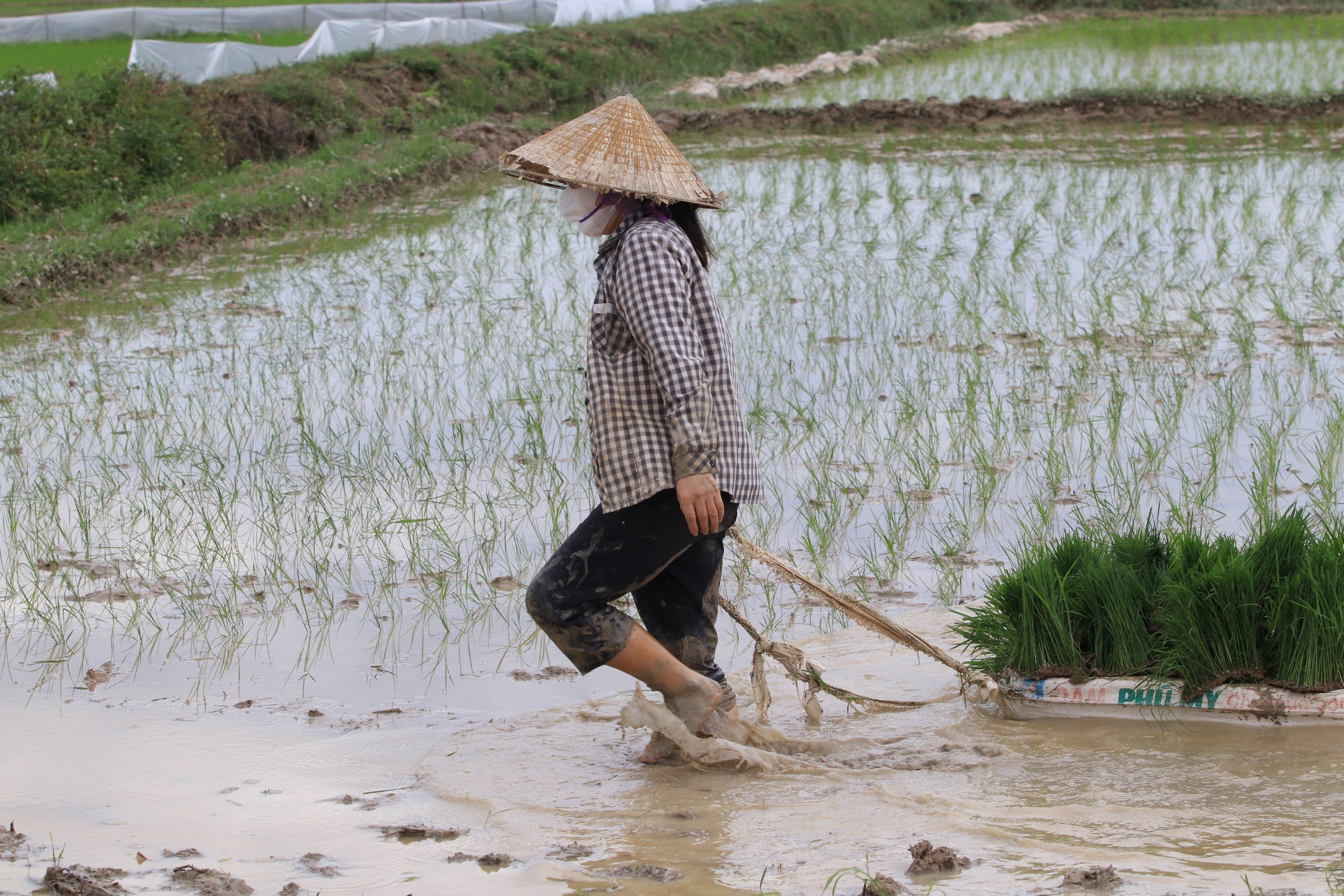 Dân sinh - Trả gần nửa triệu/ngày, chủ ruộng vẫn 'vàng mắt' tìm người cấy thuê (Hình 5).