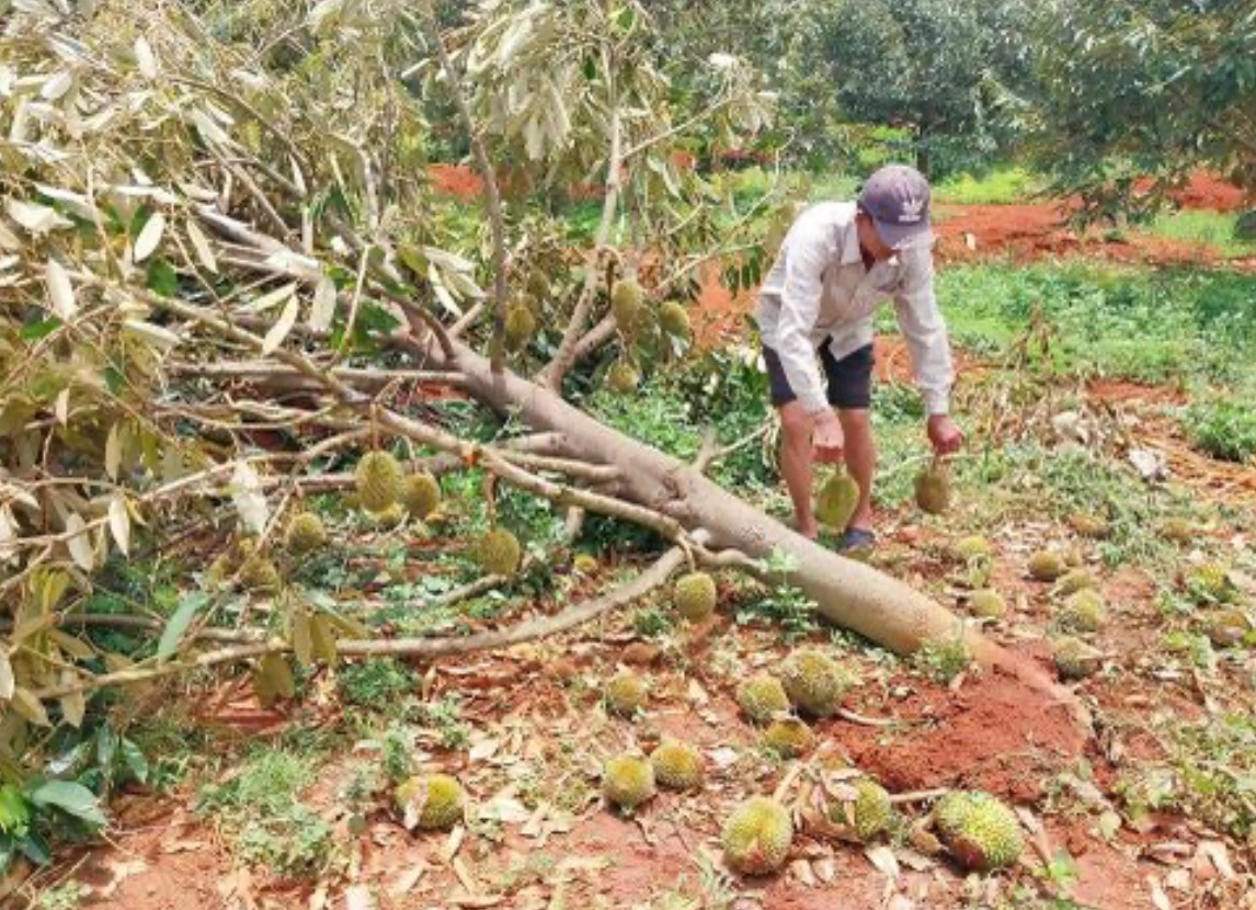 Dân sinh - Nông dân thấp thỏm nỗi lo sầu riêng mất mùa