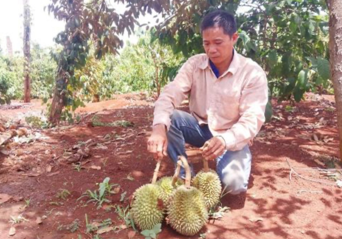 Dân sinh - Nông dân thấp thỏm nỗi lo sầu riêng mất mùa (Hình 2).