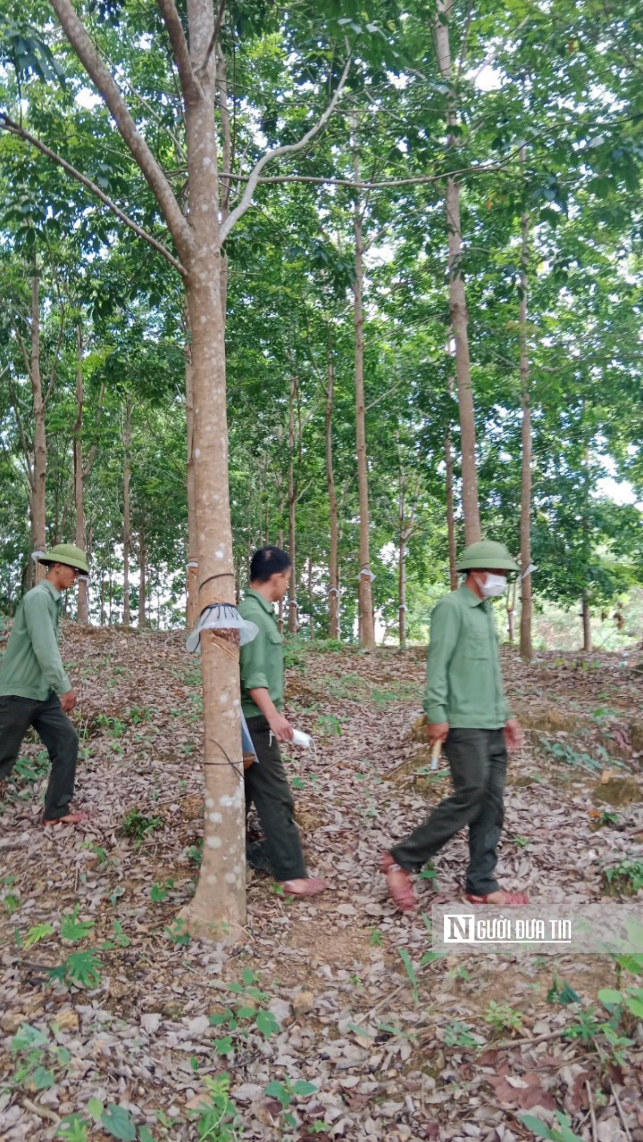 Môi trường - UBND tỉnh Gia Lai chỉ đạo xác minh 359ha cao su vô chủ trên đất rừng