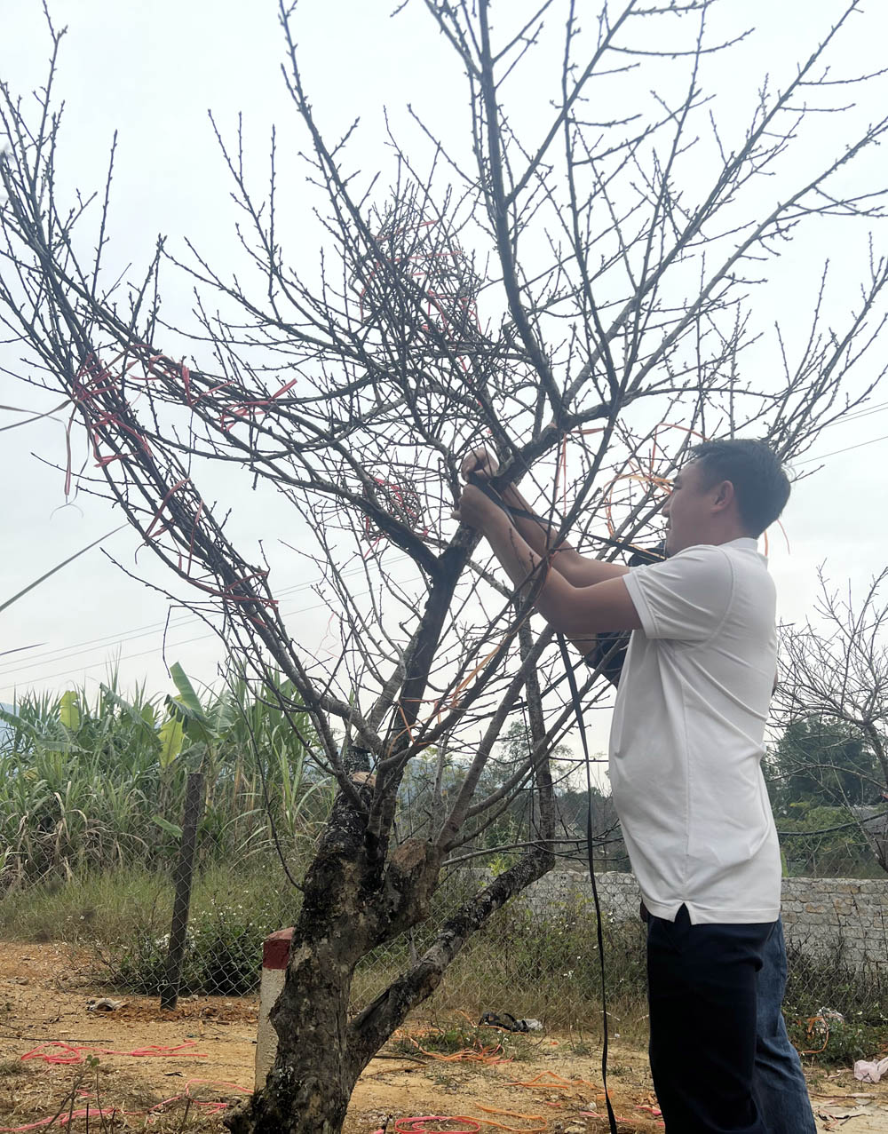 dao choi tet 2023 3 dao choi tet 2023 3