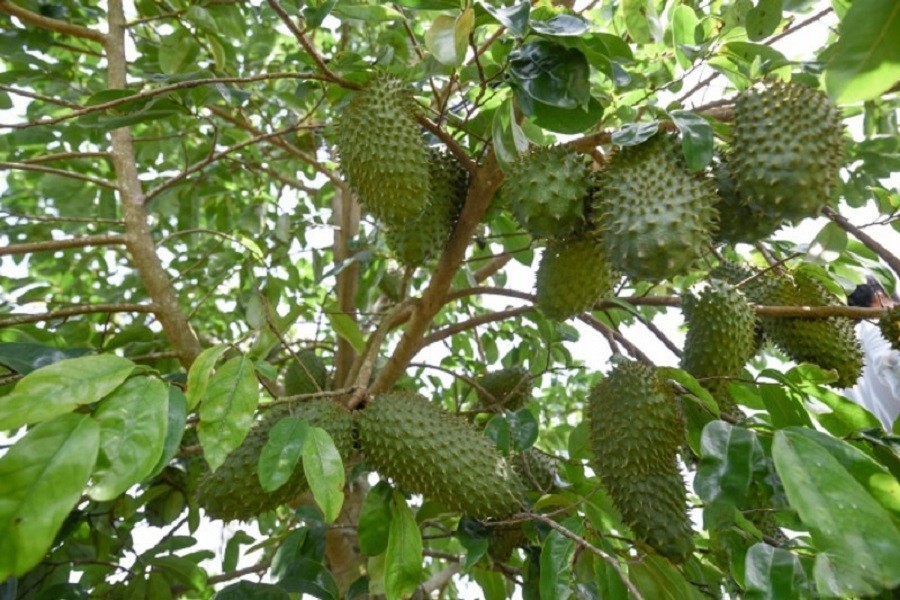 Tiêu dùng & Dư luận - Giá nông sản 7/7: Sầu riêng đà tăng mạnh, mãng cầu xiêm giá cao (Hình 6).