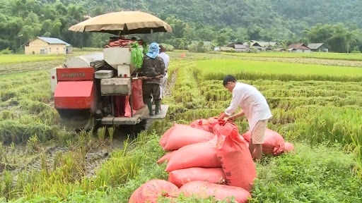 Tiêu dùng & Dư luận - Giá nông sản hôm nay 13/5: Hồ tiêu khan hàng đẩy giá cao, cà phê duy trì ổn định, gạo bật tăng trở lại (Hình 2).