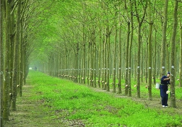 Tiêu dùng & Dư luận - Giá nông sản hôm nay 18/5: Gạo đi ngang, cao su tăng mạnh, nông dân được mùa dưa (Hình 5).