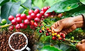 Tiêu dùng & Dư luận - Giá nông sản ngày 6/6: Dứa được mùa giá cao, sầu riêng ổn định, cà phê trên đà giảm (Hình 5).