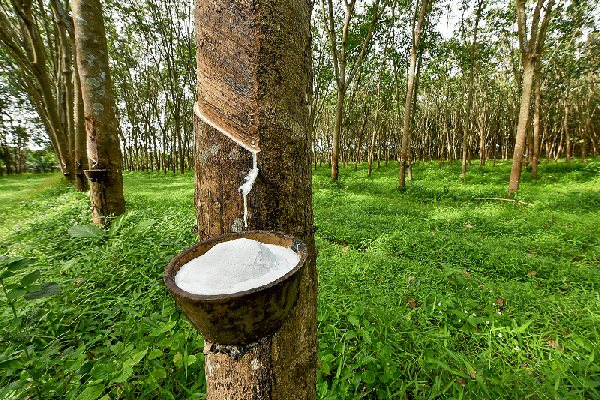 Tiêu dùng & Dư luận - Giá nông sản ngày 6/6: Dứa được mùa giá cao, sầu riêng ổn định, cà phê trên đà giảm (Hình 4).