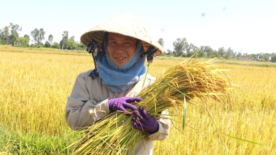 Tiêu dùng & Dư luận - Giá nông sản ngày 9/6: Hồ tiêu, cao su tiếp tục tăng mạnh, nhãn Ido giảm giá (Hình 3).