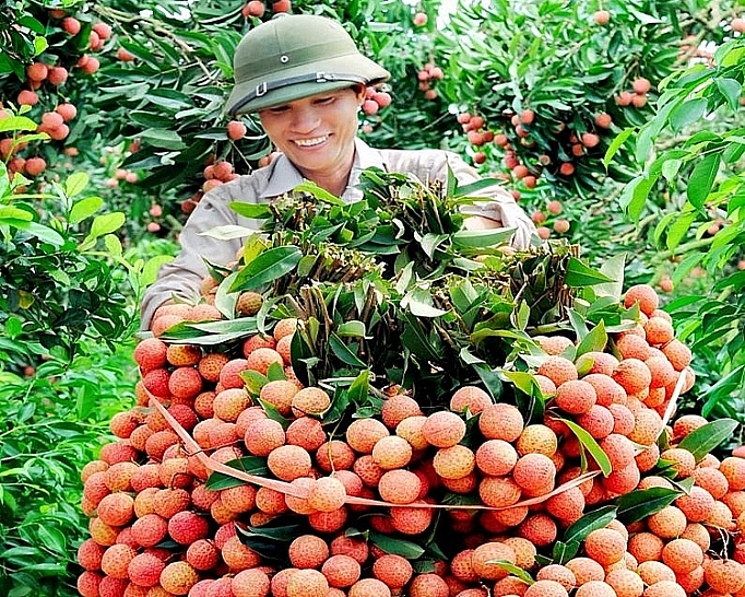 Tiêu dùng & Dư luận - Giá nông sản 17/6: Vải thiều cuối vụ tăng cao, vú sữa Hoàng Kim năng suất (Hình 7).