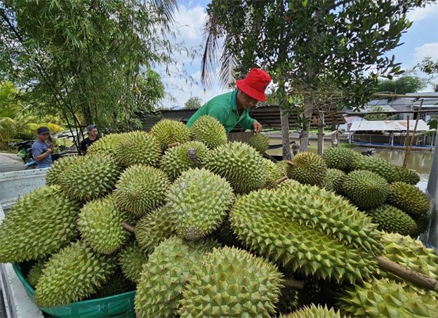 Trồng trái nhà giàu theo tiêu chuẩn VietGAP, anh nông dân thu lãi 2,4