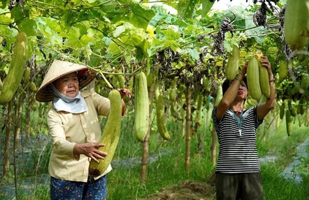 Tiêu dùng & Dư luận - Giá nông sản 17/6: Vải thiều cuối vụ tăng cao, vú sữa Hoàng Kim năng suất (Hình 8).