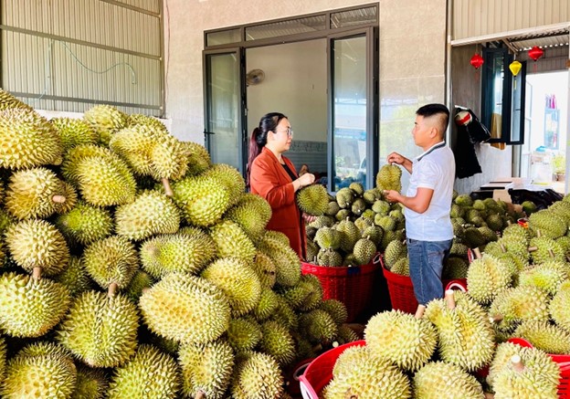 Trồng trái nhà giàu theo tiêu chuẩn VietGAP, anh nông dân thu lãi 2,4