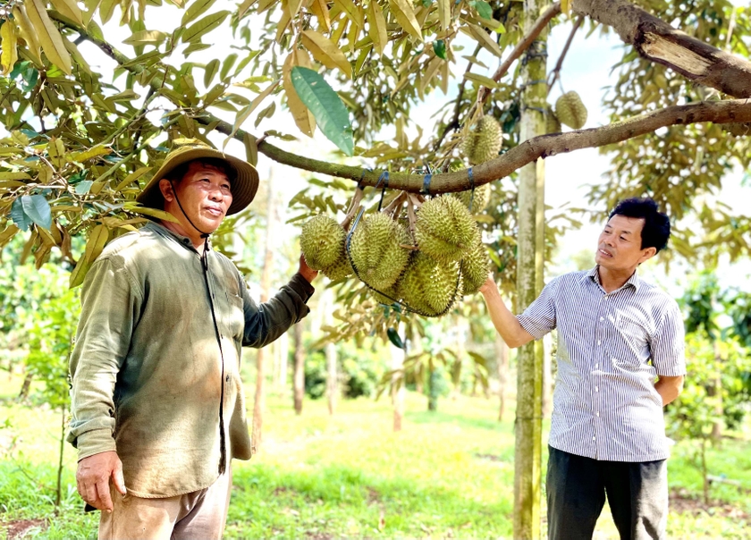 Trồng trái nhà giàu theo tiêu chuẩn VietGAP, anh nông dân thu lãi 2,4