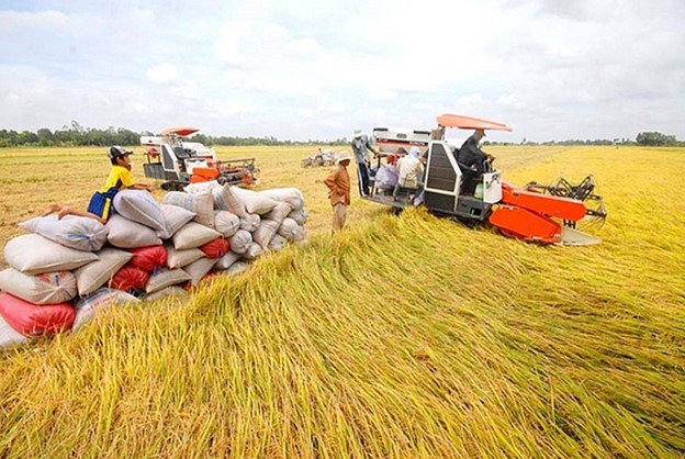 Kinh tế - Giá nông sản 18/6: Giá cà phê tăng trở lại, cao su giảm mạnh (Hình 2).