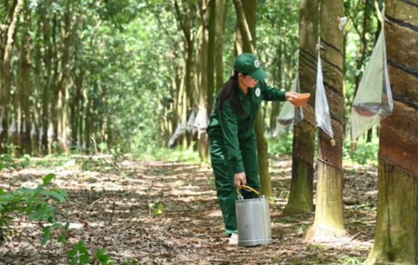 Tiêu dùng & Dư luận - Giá nông sản 19/6: Hồ tiêu tăng giảm trái chiều, cà phê tiếp đà tăng mạnh (Hình 4).