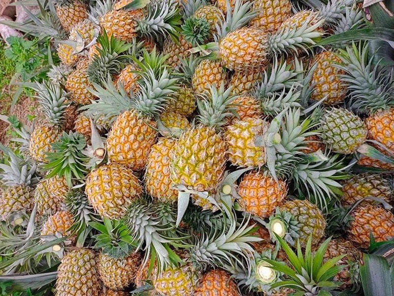 Tiêu dùng & Dư luận - Giá nông sản 7/7: Sầu riêng đà tăng mạnh, mãng cầu xiêm giá cao (Hình 4).