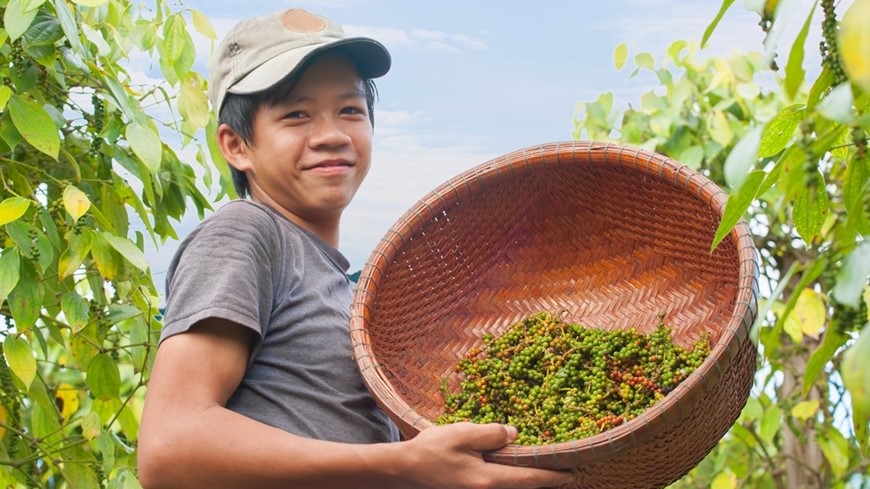 Tiêu dùng & Dư luận - Giá nông sản 7/7: Sầu riêng đà tăng mạnh, mãng cầu xiêm giá cao (Hình 2).