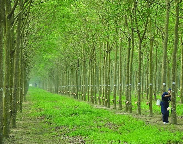 Tiêu dùng & Dư luận - Giá nông sản 10/7: Sầu riêng chính vụ trên đà tăng giá, cau tươi được giá (Hình 3).