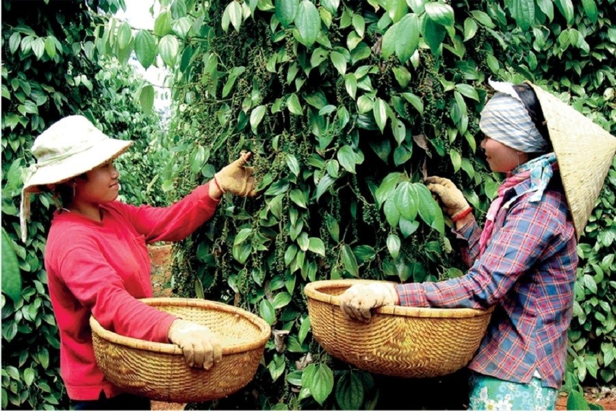 Tiêu dùng & Dư luận - Giá nông sản 10/7: Sầu riêng chính vụ trên đà tăng giá, cau tươi được giá (Hình 2).