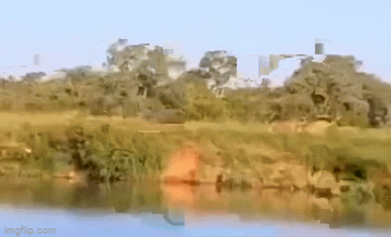 Clip: Linh dương đầu bò phi thân ngoạn mục để thoát bầy sư tử