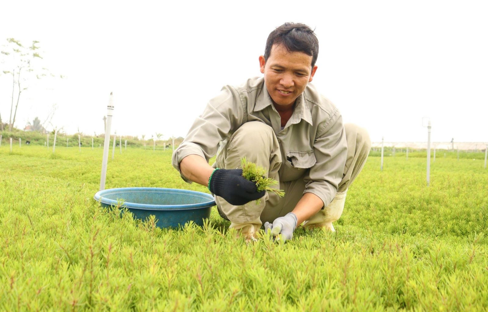 Đời sống - Loại rau dại xưa “cứu đói” nay thành đặc sản