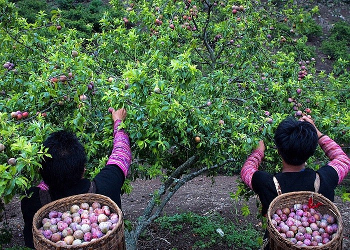 Xu hướng thị trường - Mận đầu mùa giá “đắt hơn thịt”, khách vẫn không tiếc tiền mua