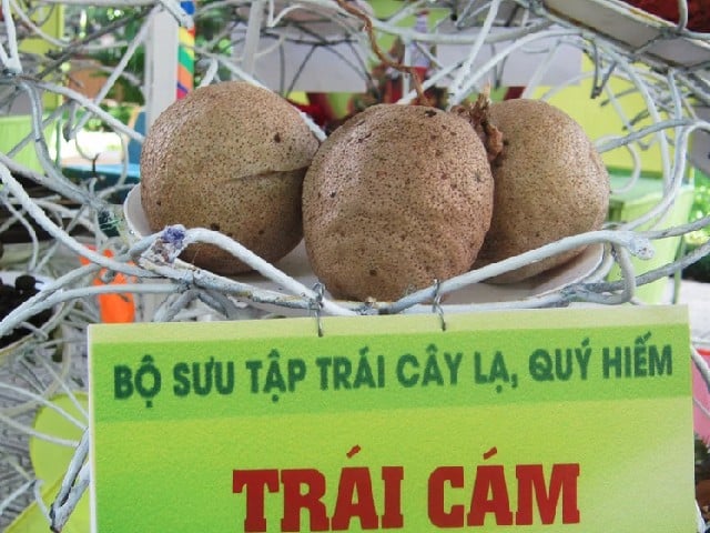 Đời sống - Loại quả “thơm lừng, ngọt mát” nhưng 90% người Việt không biết tên (Hình 2).