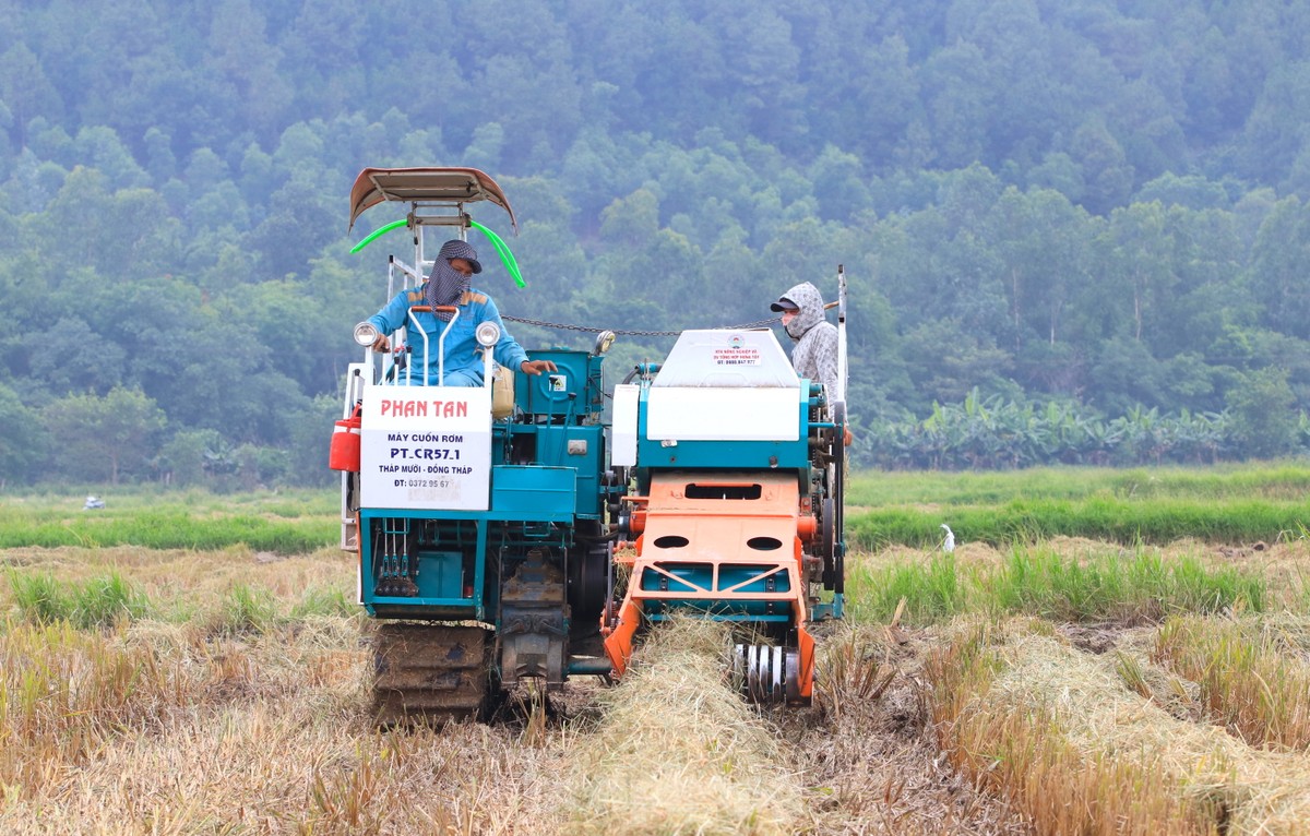 Đời sống - Nông dân kiếm hàng trăm triệu từ thứ vứt bỏ đầy đồng (Hình 3).