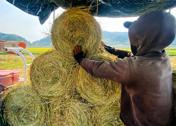 Đời sống - Nông dân kiếm hàng trăm triệu từ thứ vứt bỏ đầy đồng (Hình 5).