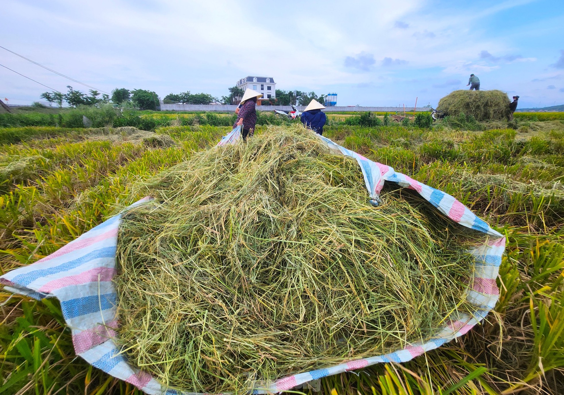 Life - Farmers earn hundreds of millions from discarded waste filled with fields (Figure 2).