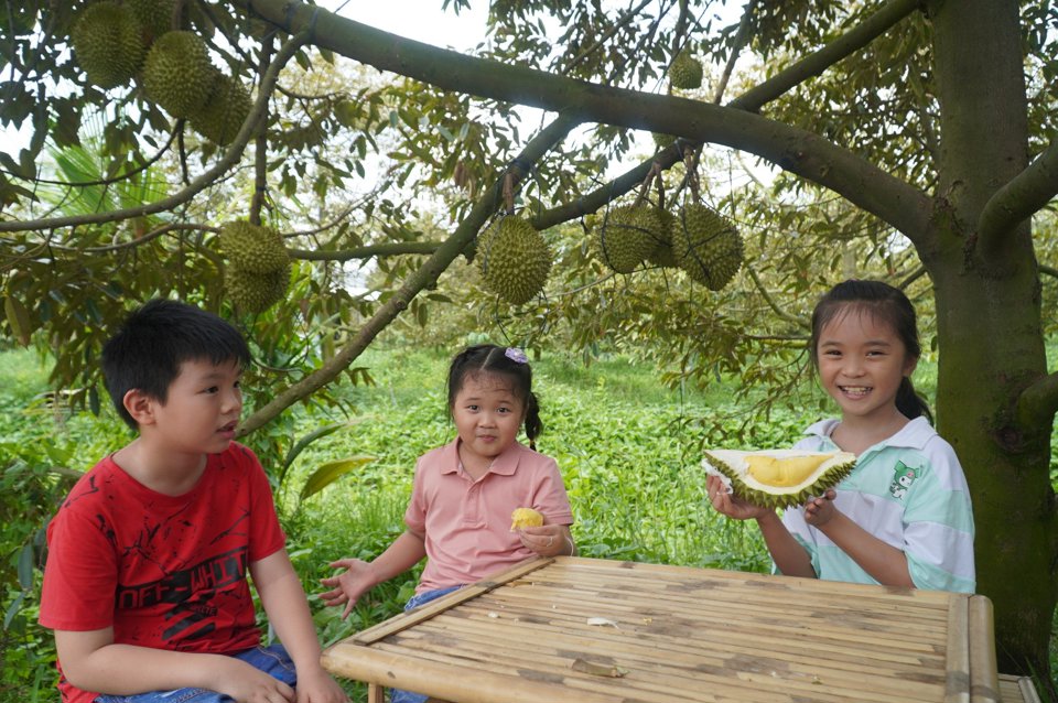 Đời sống - Lão nông kiếm hơn 2 tỷ/năm nhờ làm “điều đặc biệt” ở vườn sầu riêng (Hình 2).